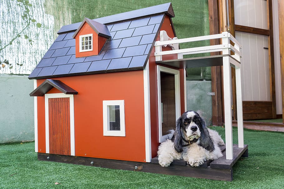 kennels for pets, dog houses, wooden houses for dogs, pet, dog, animals, canine, pets, architecture, domestic