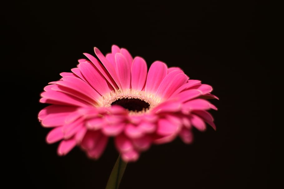 flower, gerbera, pink, petals, romantic, dark background, flowering plant, studio shot, freshness, black background