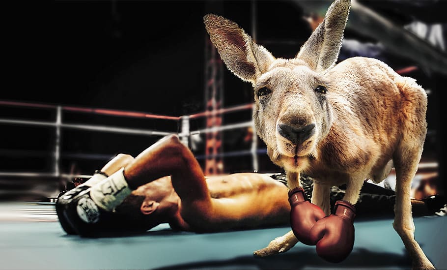 box, boxing match, kangaroo, boxing gloves, sport, marsupial, man, knockout, action, fight