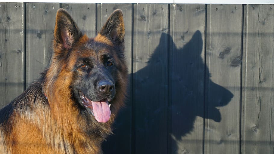 perro schäfer, pastor alemán, viejo perro pastor alemán, perro, animal, amigo, puntero de pelo largo alemán, mascota, naturaleza, ocio