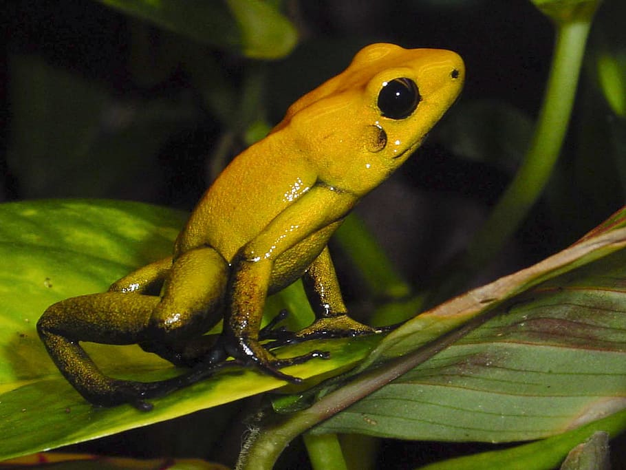 amphibians, poison frog, frog, terrarium, poison dart frog, poison, tropical, rainforest, anuran, yellow