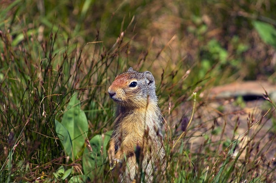 ground squirrel at attention, rodent, squirrel, animal, cute, nature, furry, wildlife, urocitellus, columbianus
