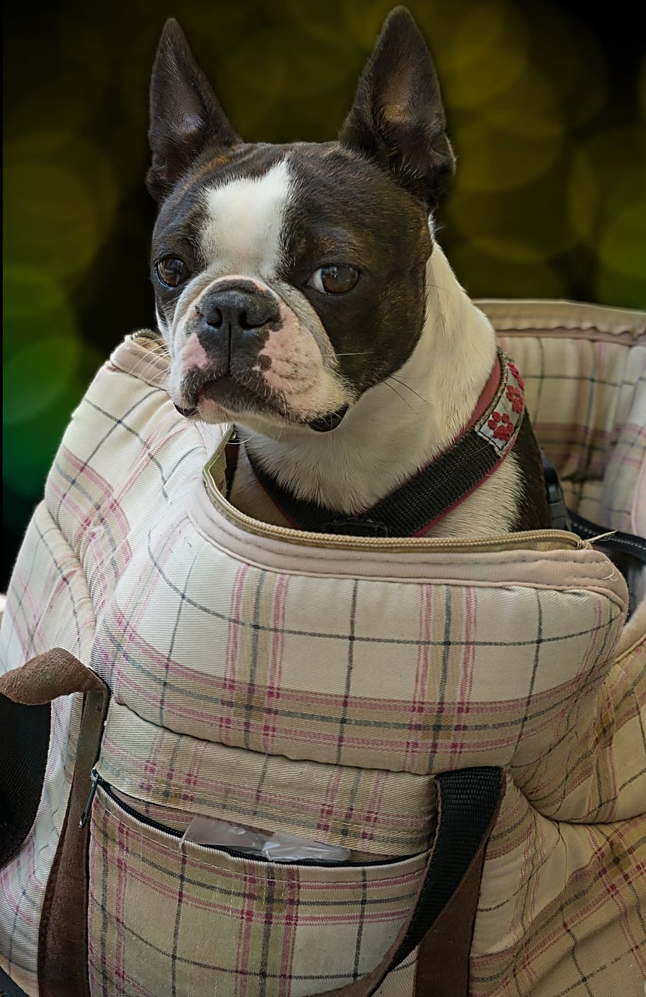 cão, terrier de boston, saco, bolsa de transporte, sentar-se, animal de estimação, bonito, raça, encantador, amigo