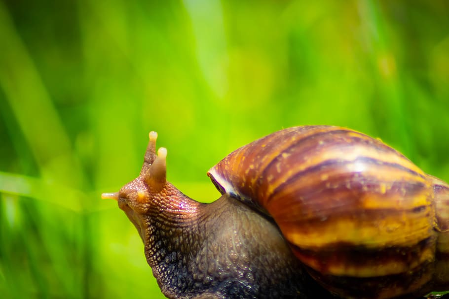 snail, white, african, giant, mollusk, land, gliding, background, brown, food