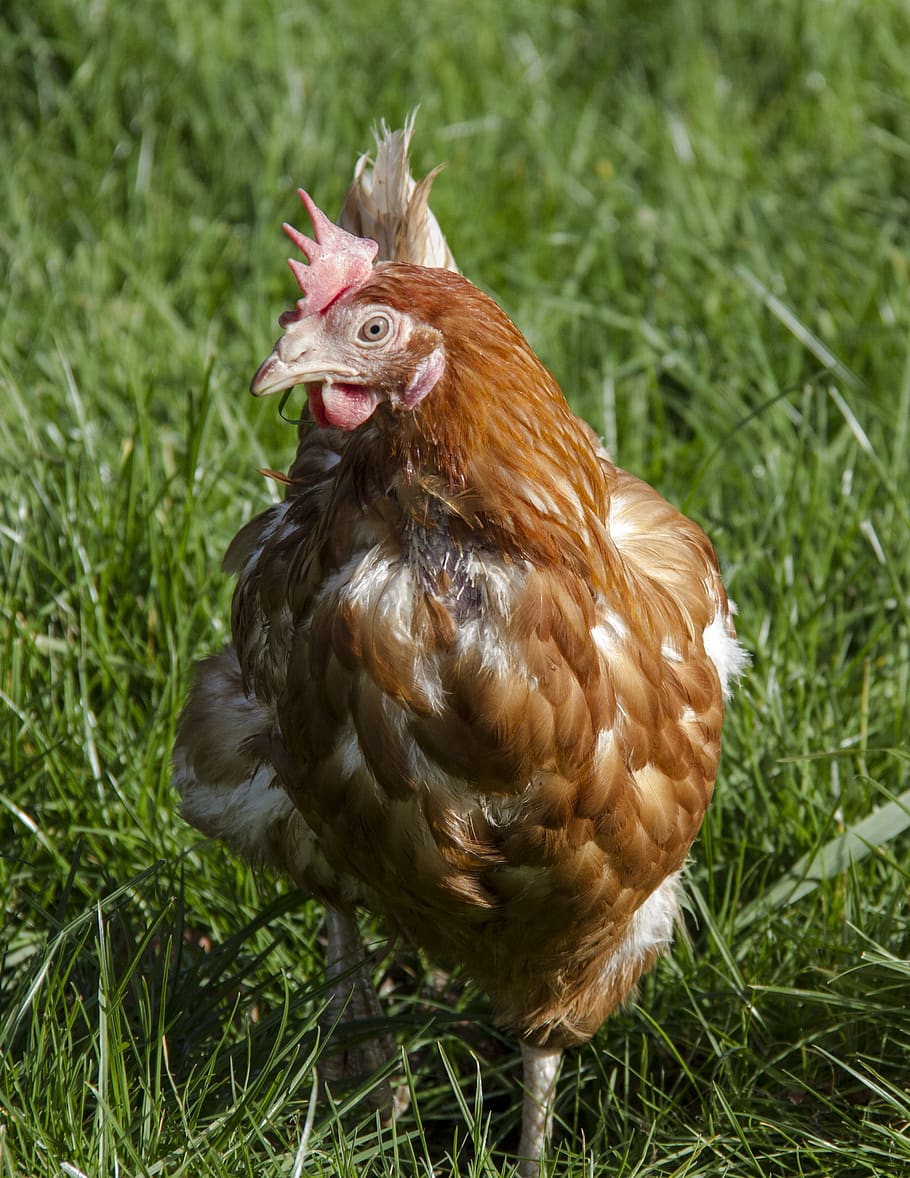 chicken, poultry, bird, hen, animal themes, animal, vertebrate, one animal, grass, livestock