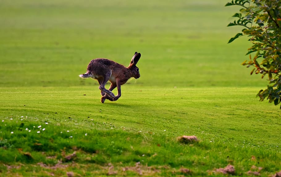 hare, animal, mammal, running, ears, legs, wildlife, meadow, outdoors, summer