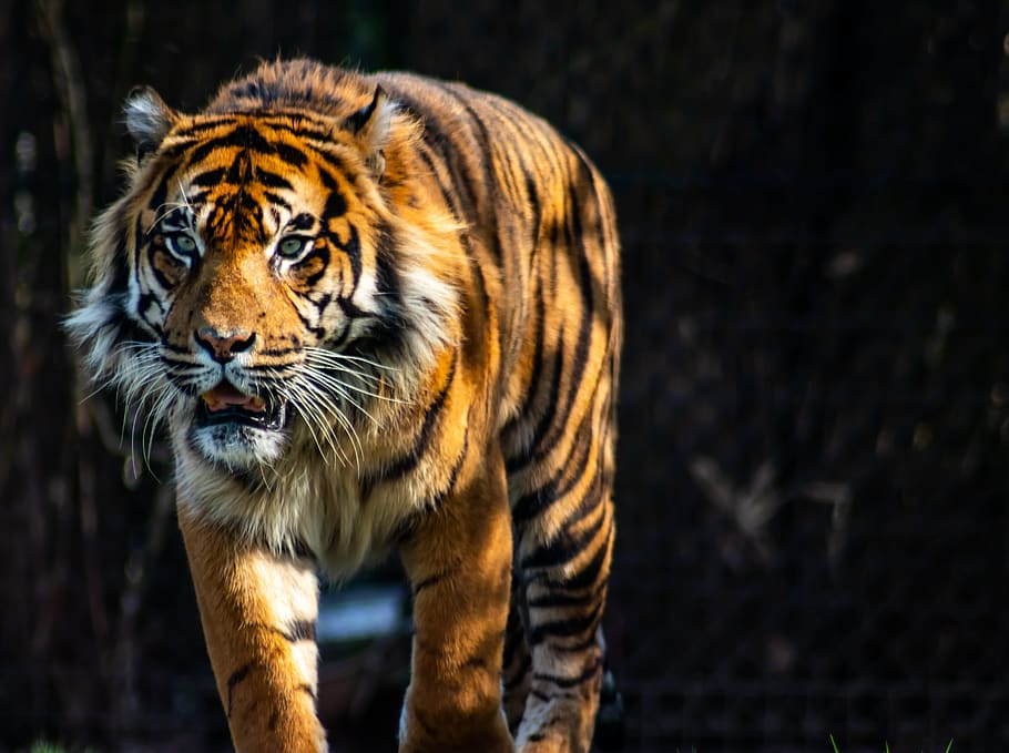 tiger, predator, zoo arnhem, one animal, feline, big cat, animal themes, mammal, cat, animal