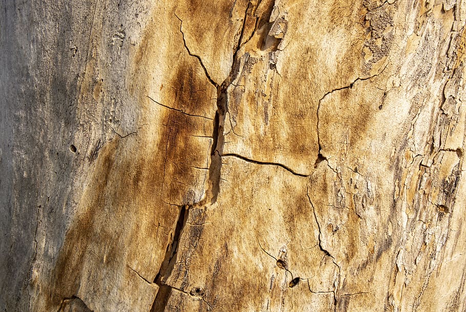 texture, tree, wood, nature, trunk, cracked, pattern, green, registration, boards