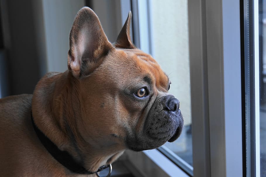 bulldog francés, perro, vista, cabeza, retrato, lindo, dulce, perro de raza pura, amigo, retrato de animal