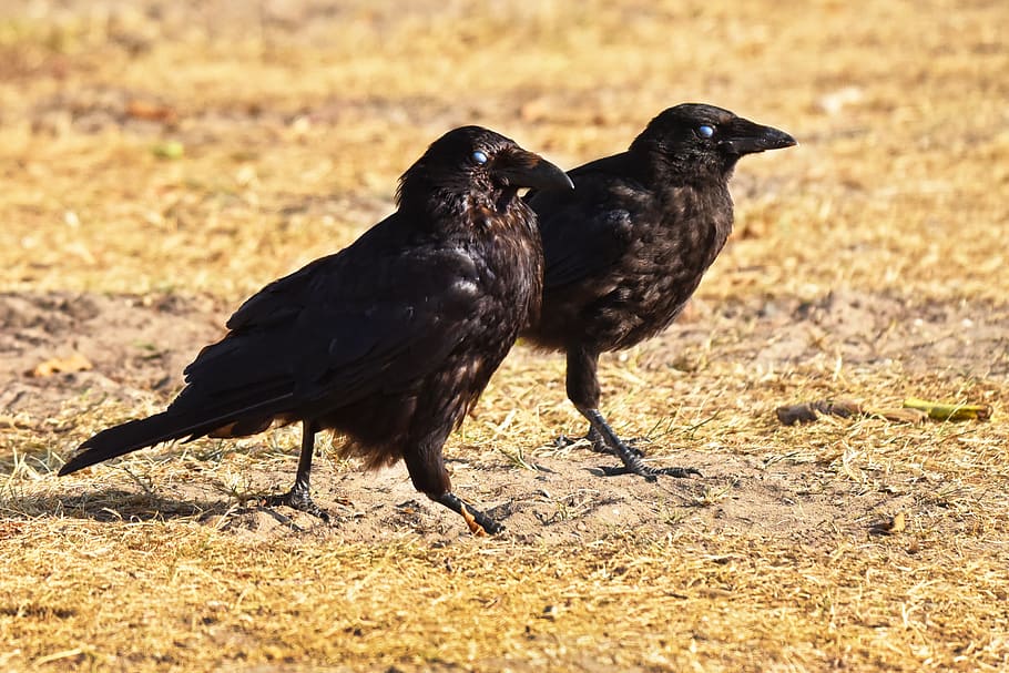 cuervo, pájaro, animal, corvus, fauna, dos, juntos, uno al lado del otro, plumaje, pluma