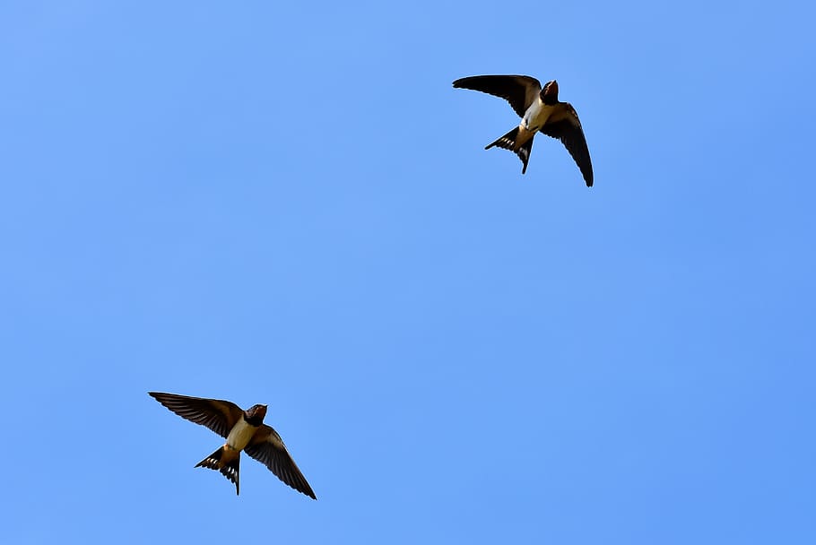 swallows, songbirds, barn swallow, dovetail, bird, flying, animal, sky, wing, animal themes