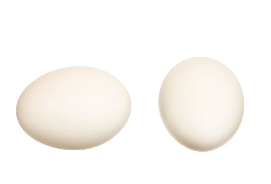 white, egg, eggs, chicks, isolated, eggshell, cholesterol, meal, ellipse, breakfast