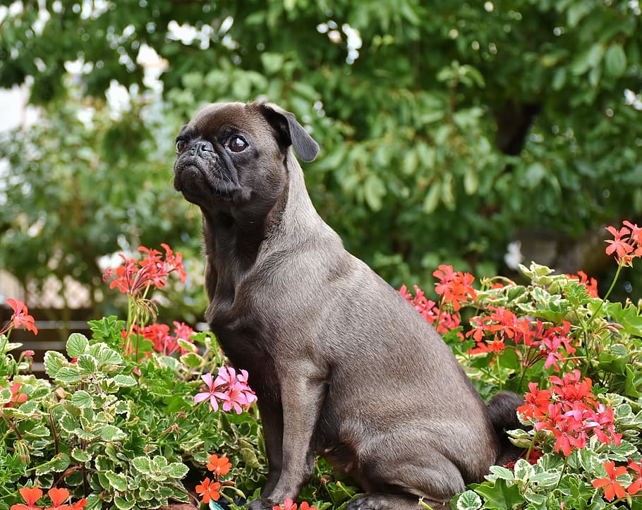 pug, dog, small, pet, lap dog, purebred dog, cute, black, silver, background