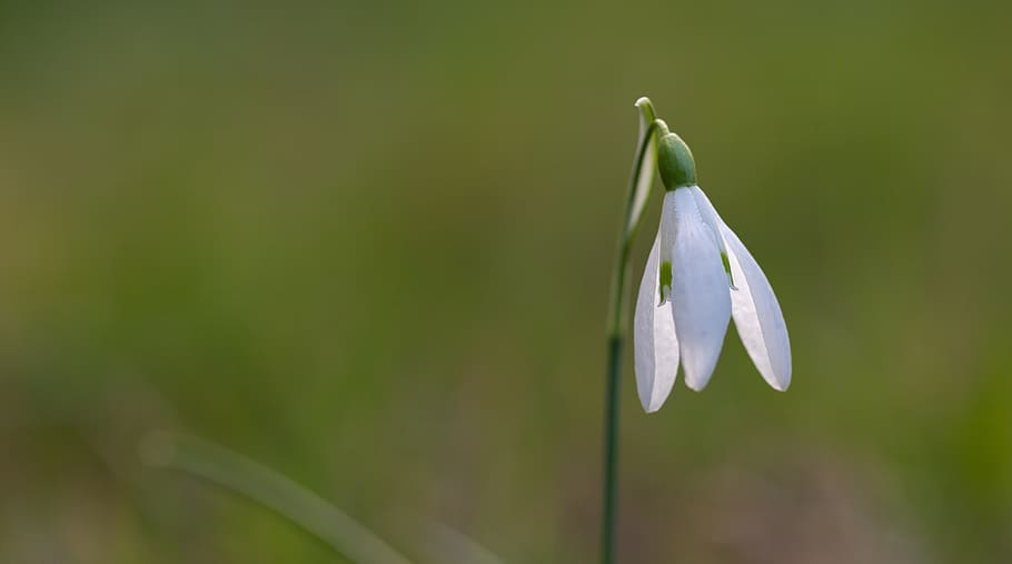 snowdrop, spring, flower, plant, nature, garden, blossom, bloom, signs of spring, early bloomer