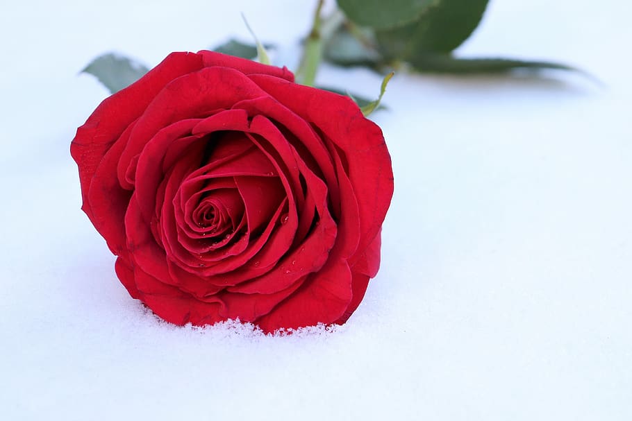 mawar merah di salju, musim dingin, romantis, kepingan salju, beku, dingin, es, alam, luar ruangan, mawar