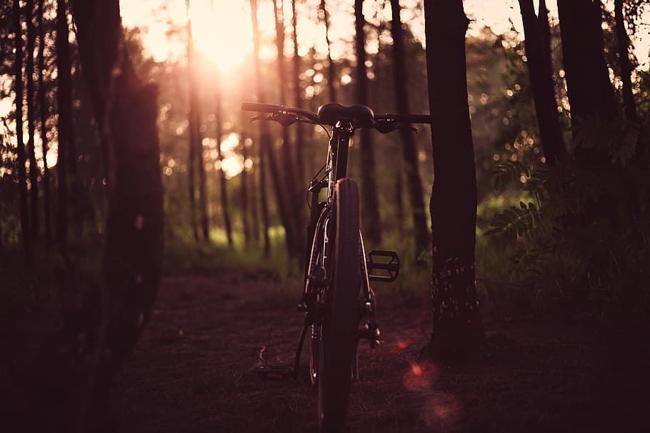 bicicleta, al aire libre, viajes, aventura, árboles, plantas, verde, hierba, naturaleza, bosque