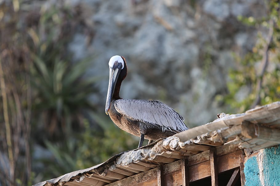 pelican, venezuela, trees, bird, forests, nature, thinking, sky, animal wildlife, animals in the wild