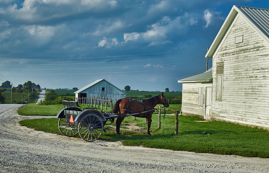 amish, cavalo e buggy, transporte, paisagem, américa, celeiro, fazenda, céu, nuvens, país