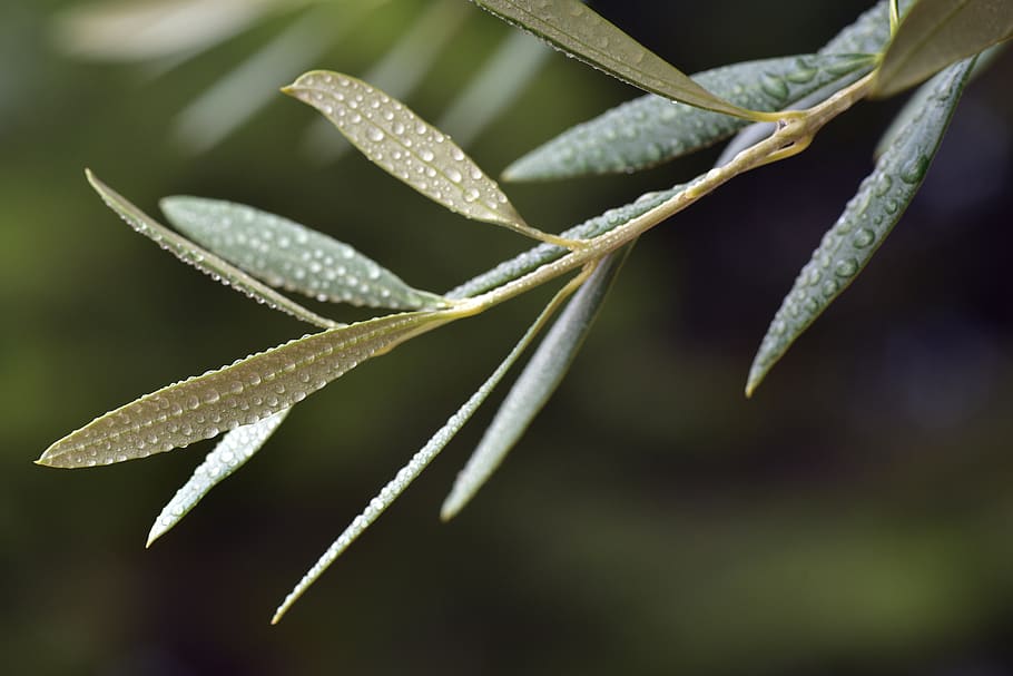 folha de oliveira, folha, mediterrâneo, verde, planta, ramo de oliveira, fechar-se, molhado, úmido, gotejamento