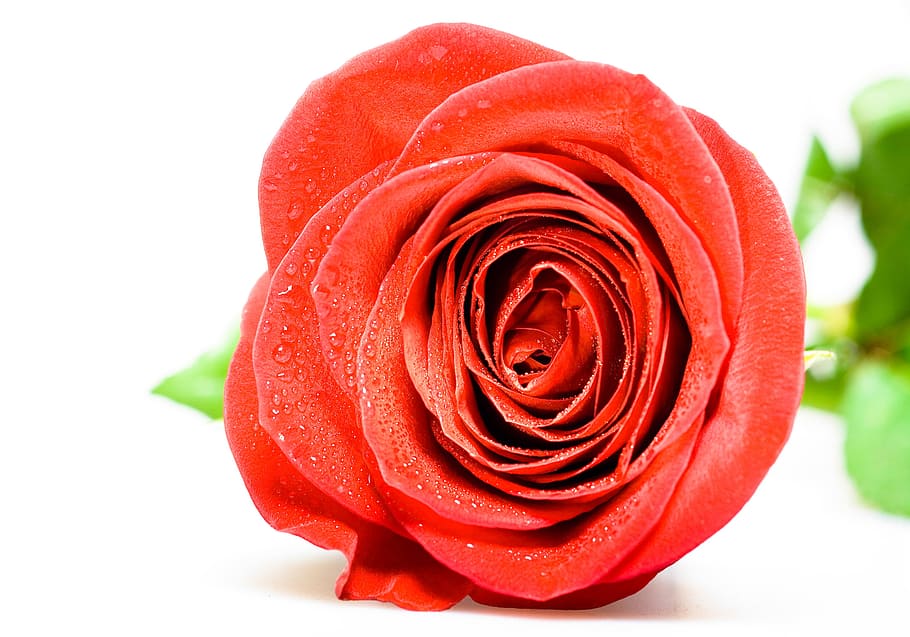 red, romance, romantic, rosa, rose, flower, fresh, garden, gift, happy
