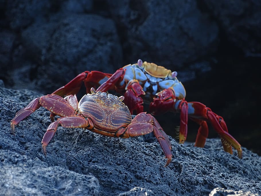 sally lightfoot crab, galapagos, shellfish, crustacean, animals in the wild, crab, animal wildlife, animal themes, close-up, rock