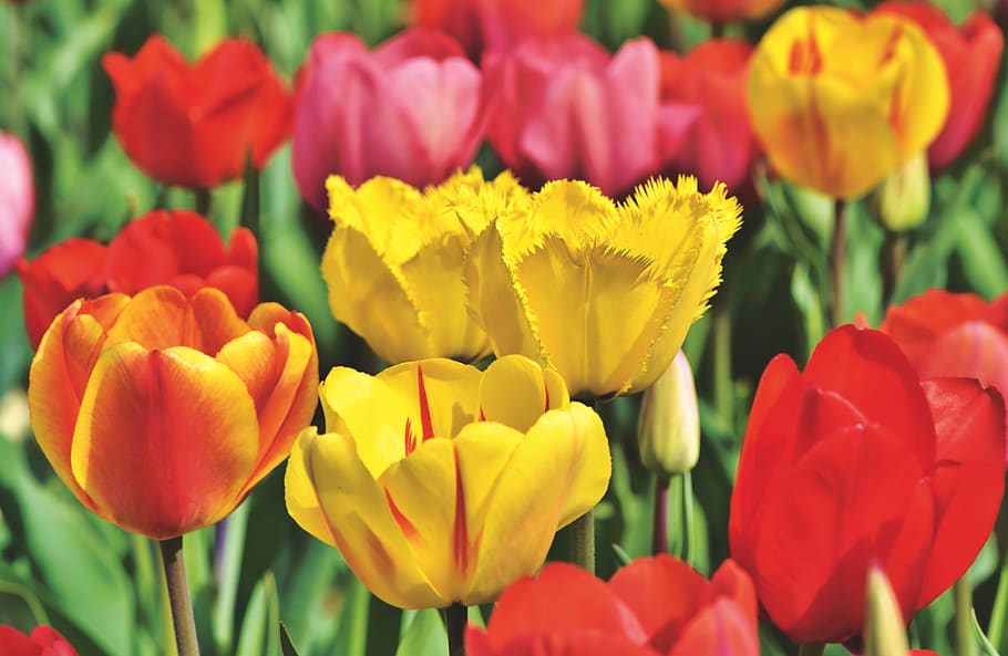 tulip, bidang tulip, mekar, tulpenbluete, bunga, frühlingsanfang, bidang bunga, bunga musim semi, musim semi, warna