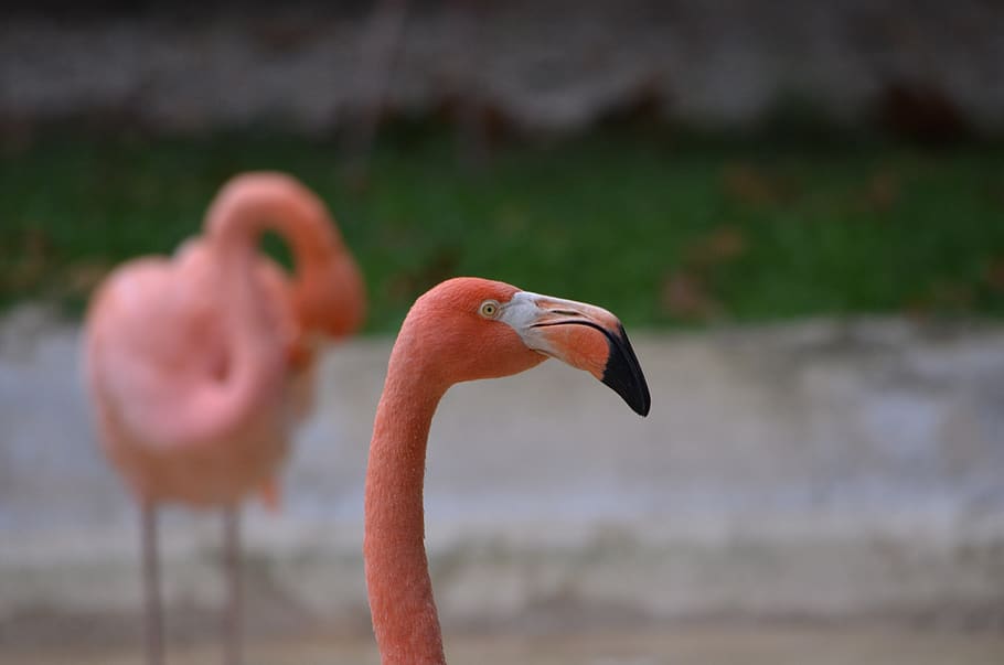 flamingo, burung, pink, paruh, kaki, alam, bulu, tema hewan, bertulang belakang, hewan