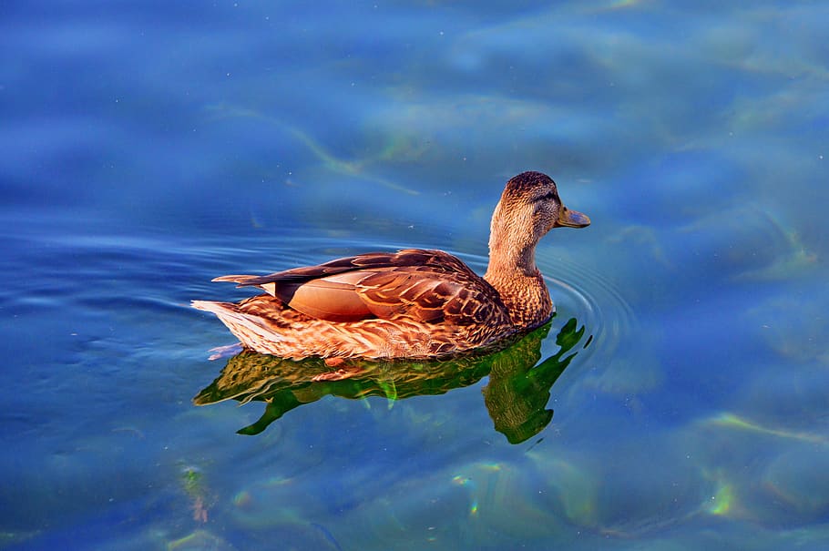 duck, wild ducks, beast, winged, bird, nature, water, feather, birds, color