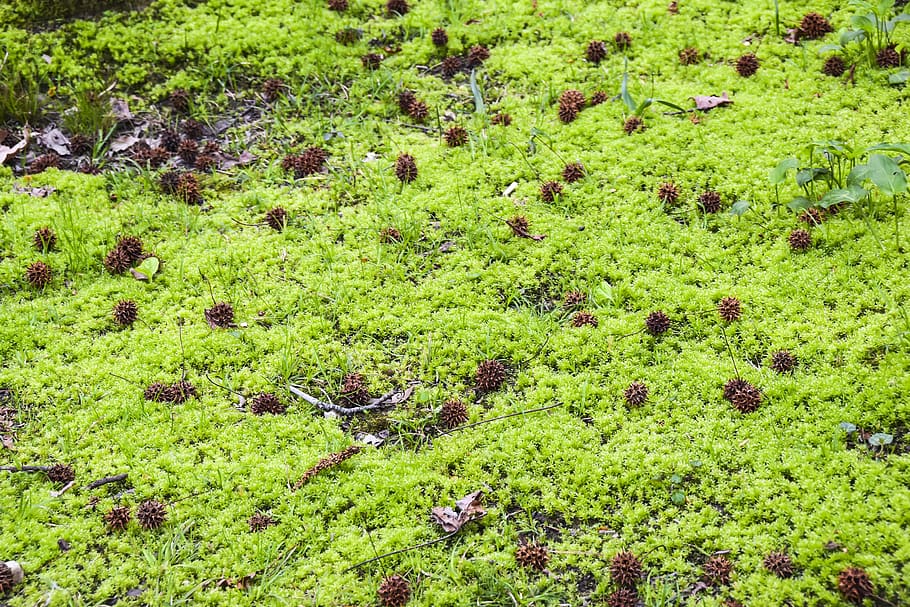 cones, moss, swamp, green, plant, water, dirt, green color, nature, field