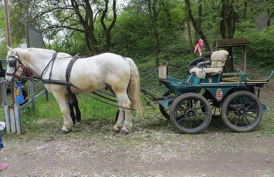 horse-drawn carriage, horse, transport, nostalgia, nature, europe, retro, old, travel, domestic animals