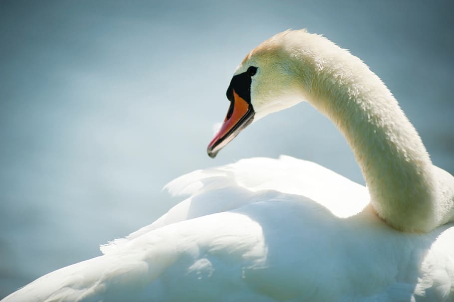 white, swan, swimming, close up, animal, bird, pet, beak, animal wildlife, vertebrate