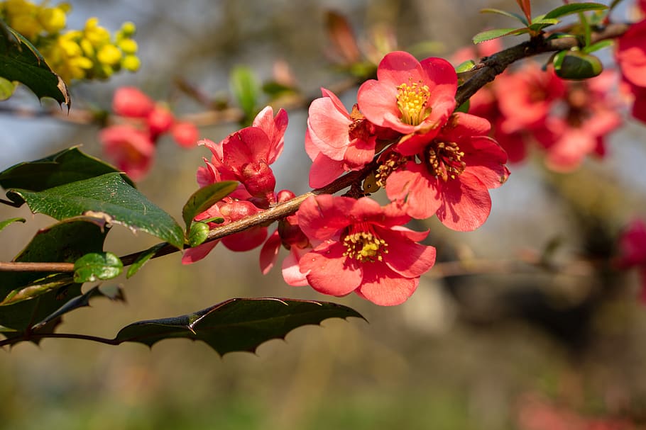 bill quince, quince, seasonal, bush, nature, early spring, chaenomeles, china, blossom, bloom