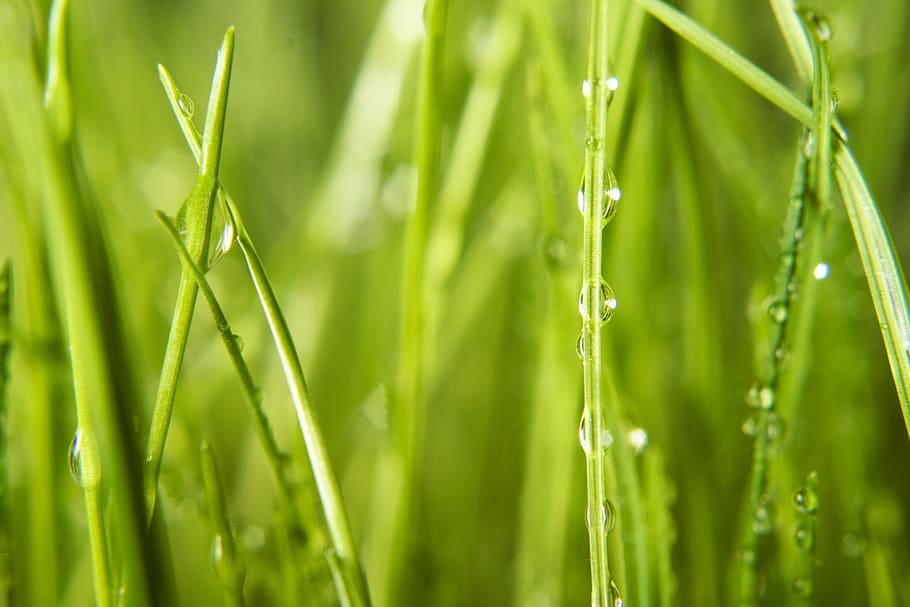background, grass, wet, green, close, rain, spring, eco, water, meadow