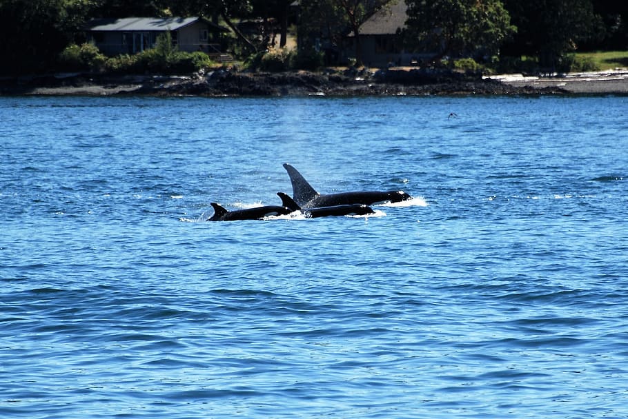 orca, wal, killer whale, killer, ocean, nature, swim, marine mammals, whale watching, tourism