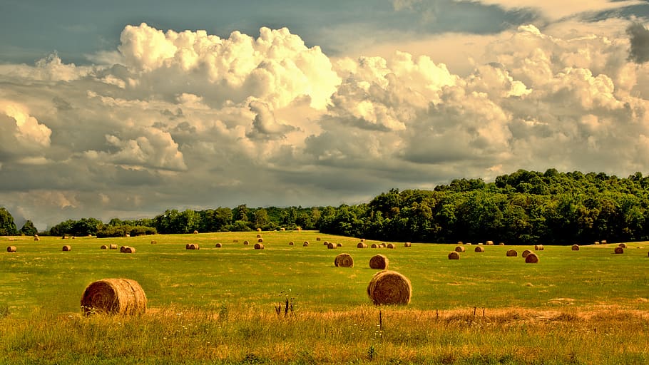 rural, farm, countryside, landscape, field, summer, country, outdoor, farmland, harvest