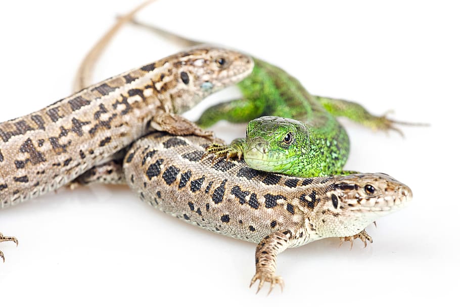 lizards, crawl, cute, elegant, exotic, eye, foot, gecko, green, iguana