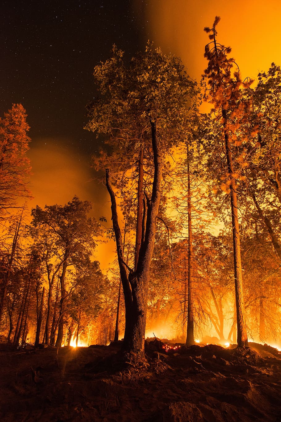 kebakaran hutan, api, siluet, pemadam kebakaran, asap, pohon, panas, pembakaran, bahaya, kayu