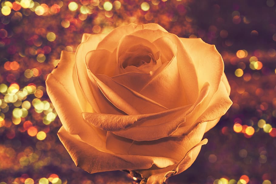 rose, flower, love, romantic, rose bloom, blossom, bloom, floribunda, valentine's day, birthday