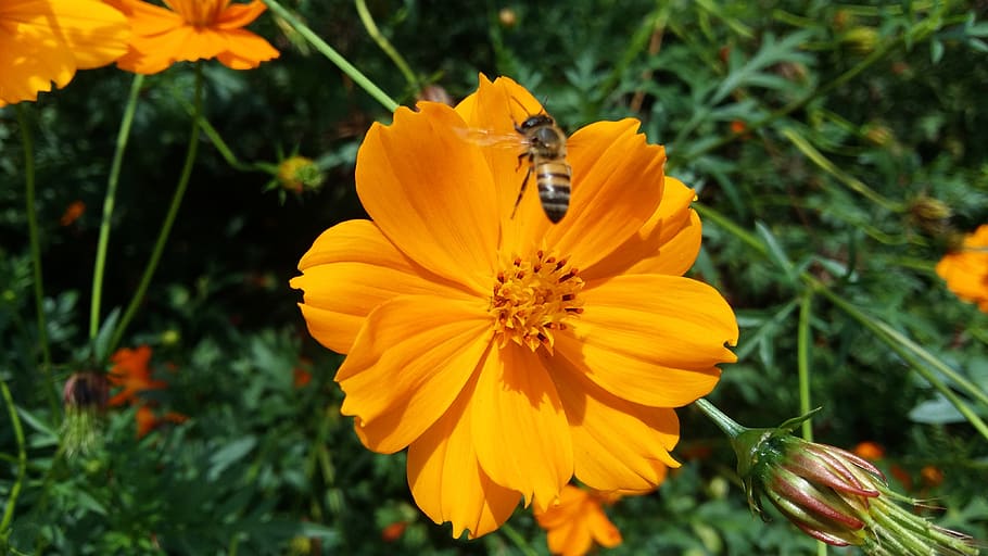 abelha, flores, verde, amarelo, planta floreciendo, flor, pétalo, fragilidad, planta, frescura