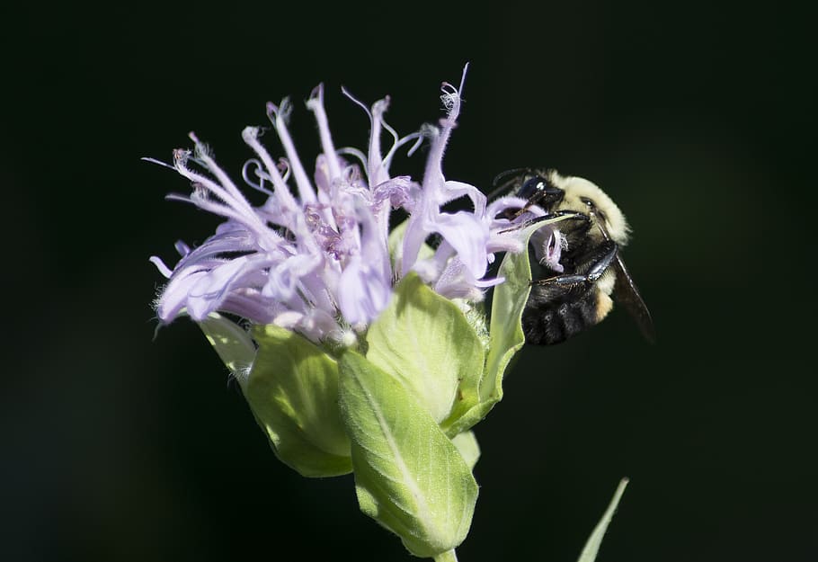 Пчелы и шмели тип взаимоотношений. Шмель на цветке. Пчела на ромашке. Пчела и цветок Тип взаимоотношений. Pollination.