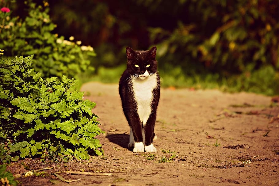 gato preto, mamífero, animal de estimação, doméstico, felino, em pé, procurando, olho verde, caminho, jardim