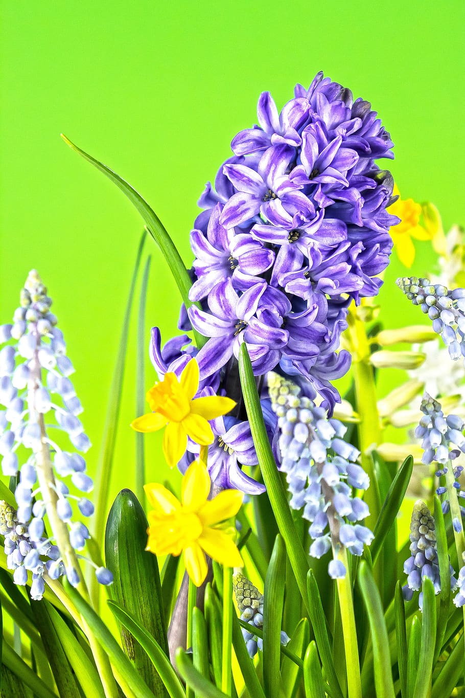 jacinto, primavera, zwiebelpflanze, azul, verde, flora, natureza, jardim, floração, inflorescência