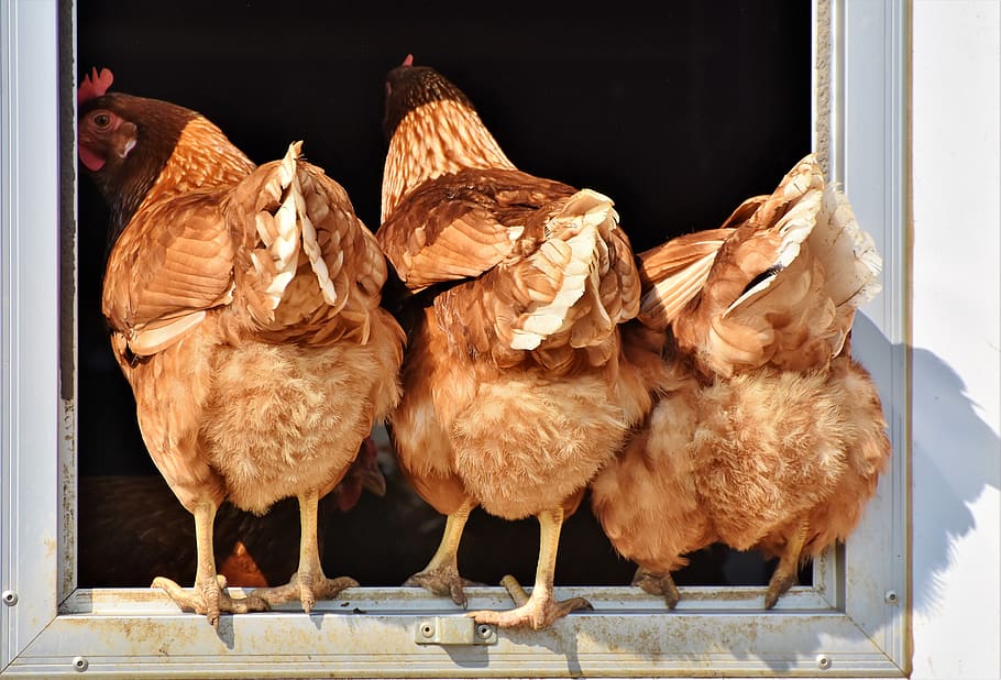chicken, hen, poultry, rump, butt, range, livestock, bird, comb, bill