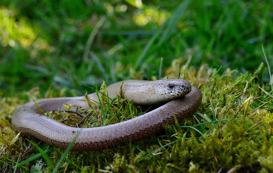 slow worm, lizard, nature, close up, insect eater, animal, animal themes, animal wildlife, one animal, grass