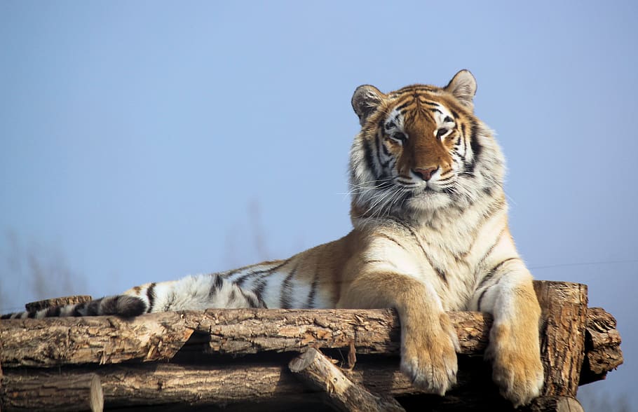 tiger, indian, beast, feline, noble, stripes, mammal, resting, lying, zoo