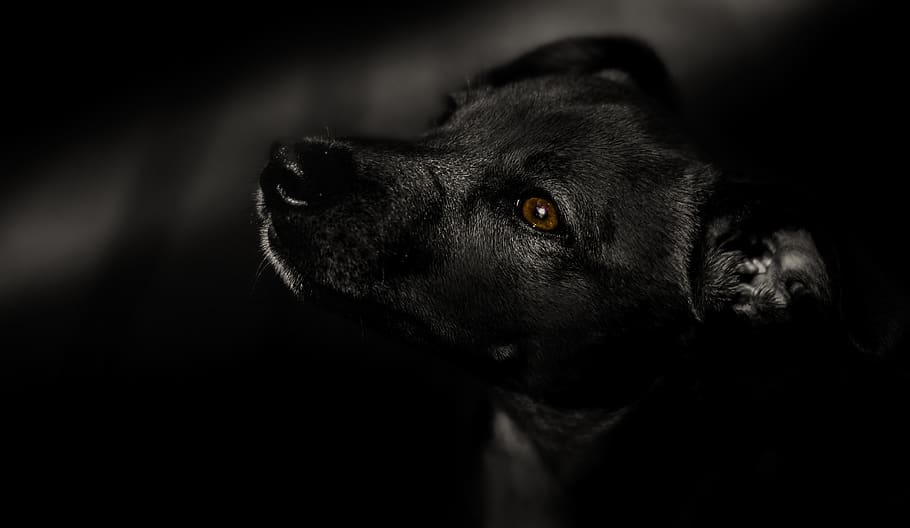 dog, black, pet, animal, domestic, young, puppy, portrait, canine, white