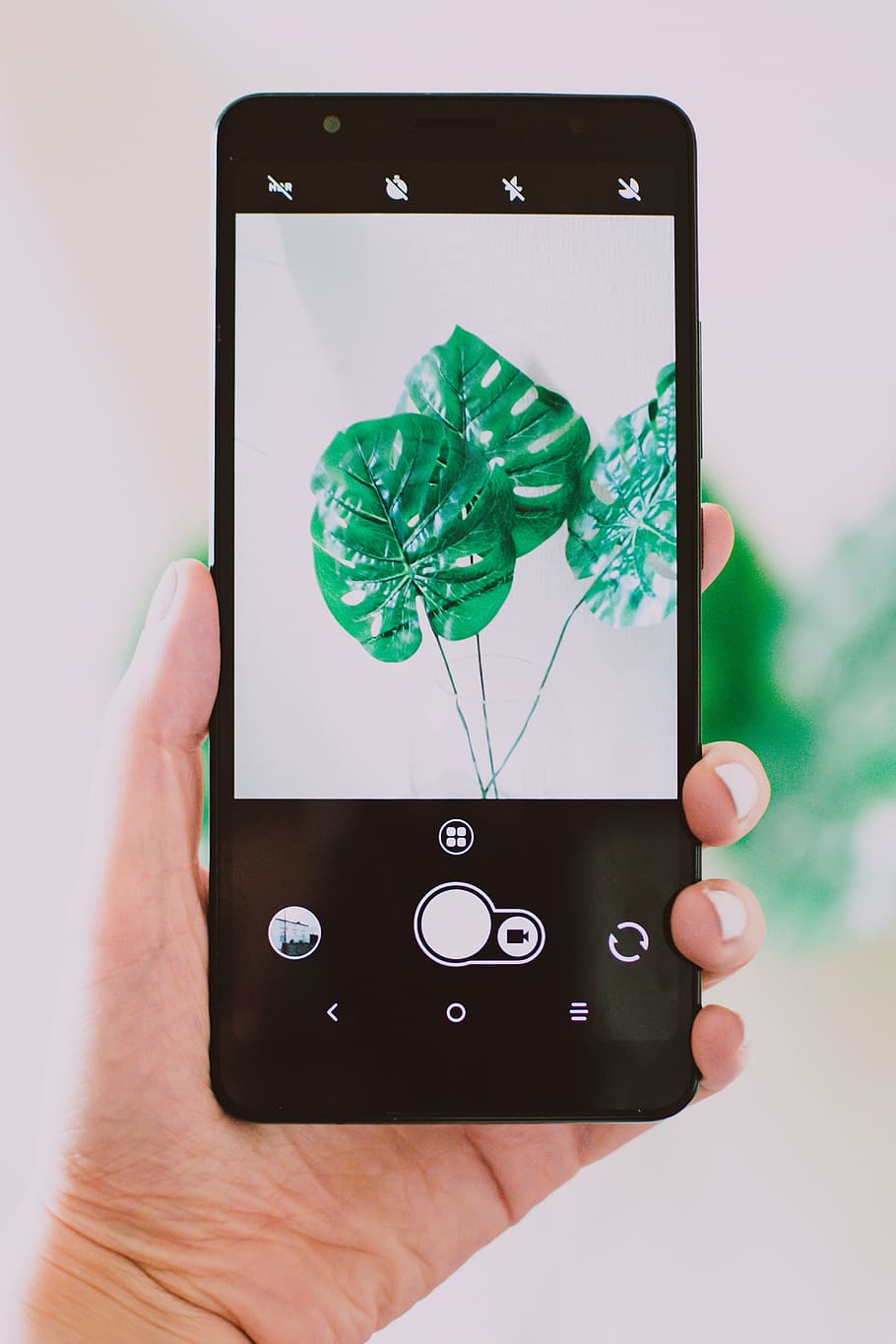mobile, photograph, plant, green, nature, device, technology, app, mobile phone, cellphone