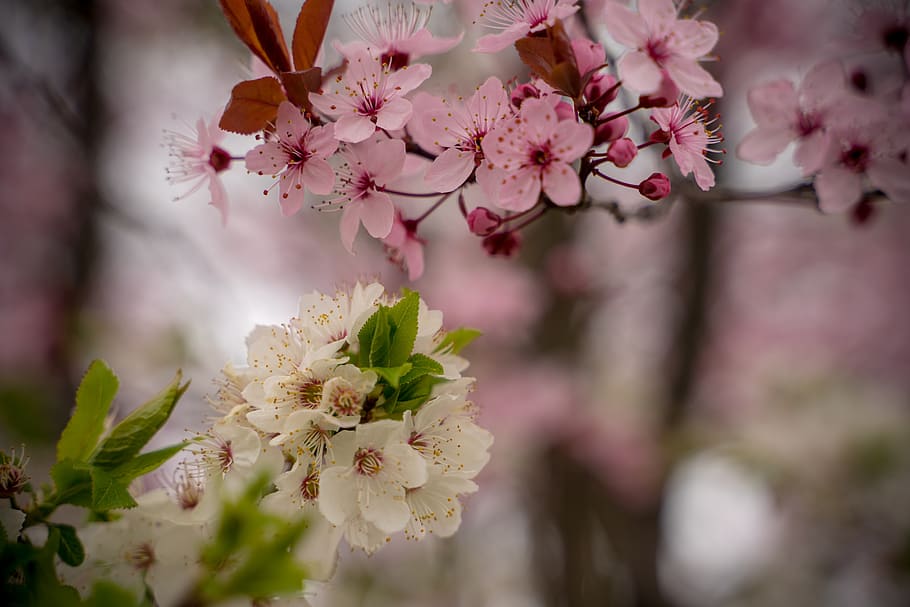 flor de cerejeira, primavera, rosa, árvore, flor, ramo, cerejeira, natureza, cerejeira ornamental, broto