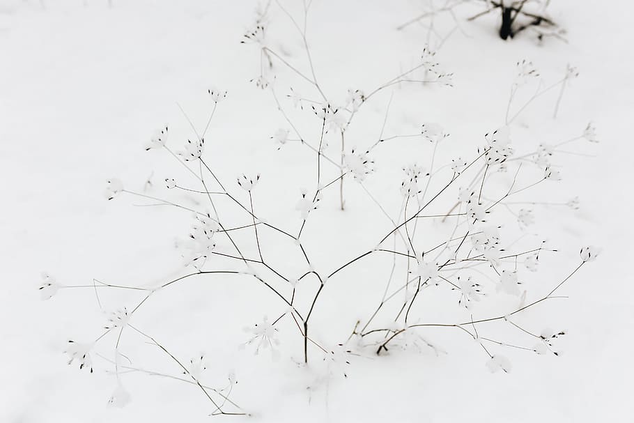 snow, dry, twigs, winter, dried flowers, white, cold, snowy, plant, nature
