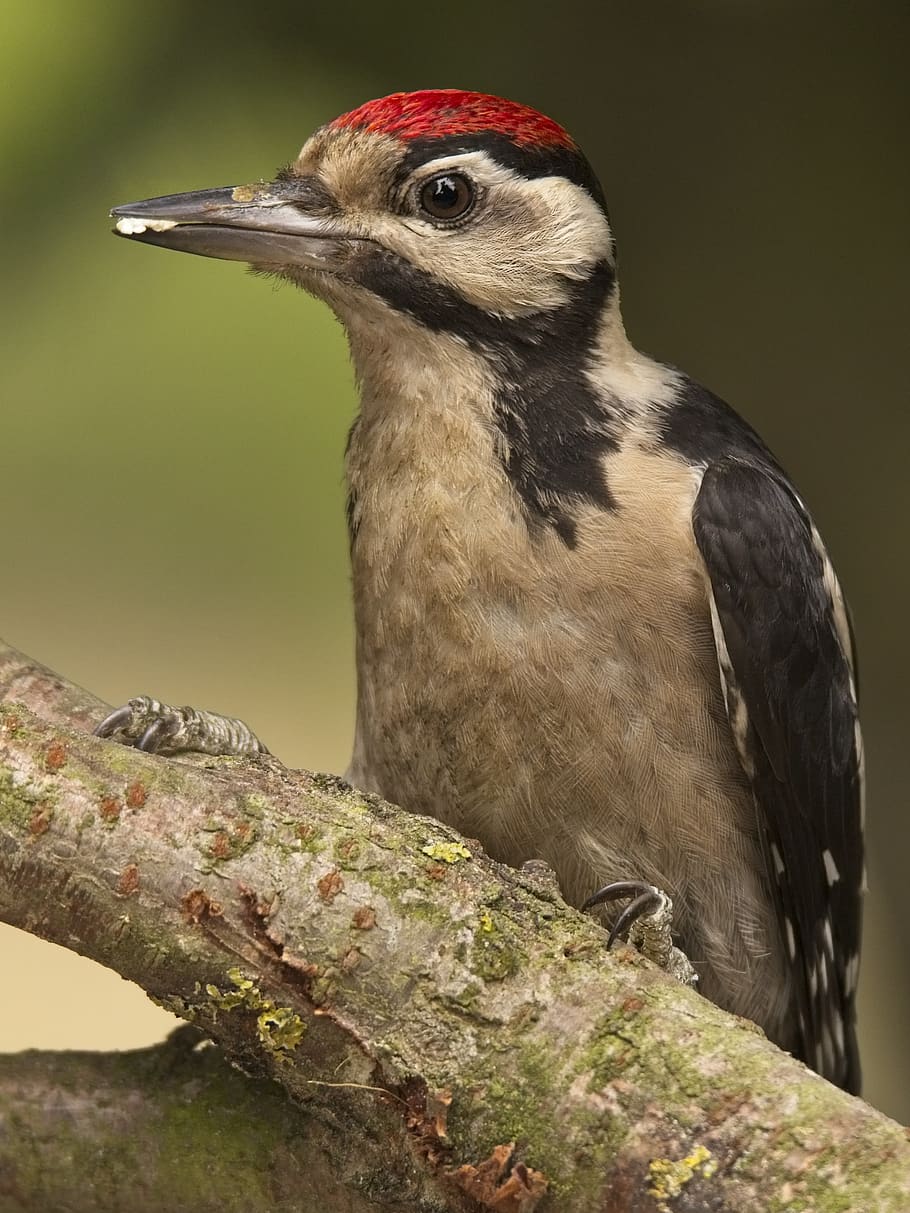 bird, great spotted woodpecker, woodpecker, wild, nature, young bird, animal world, foraging, log, close up